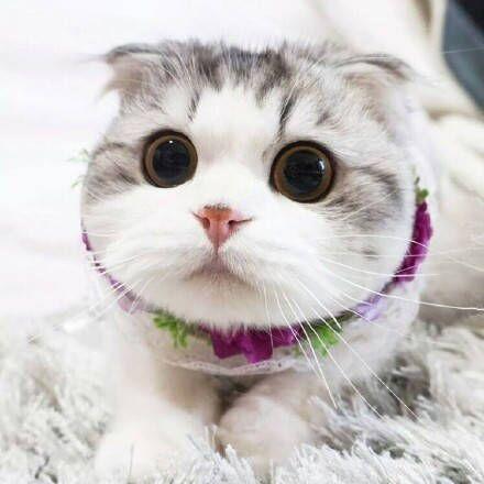 超萌的小猫咪图片大全 超萌可爱猫咪图片大全