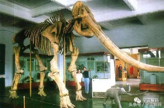 罕见考古照片：发现生活于300万年前古象化石，体型高大惊人