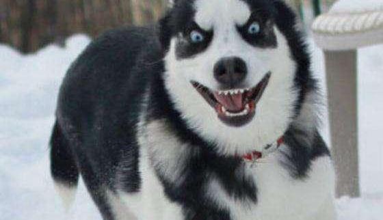 二哈打架输了回家哭