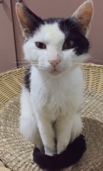 想养两只猫,一只胖成球的虎斑猫一只机灵古怪的奶牛猫