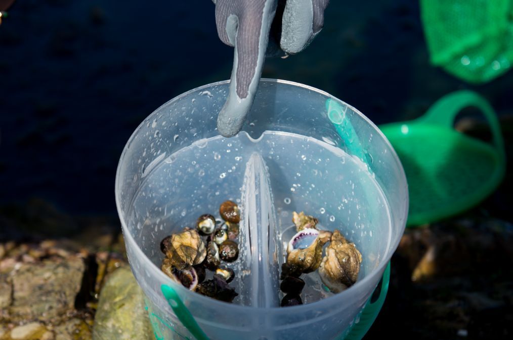 到大连旅游还能这么玩,跟当地人一起赶海,趁潮
