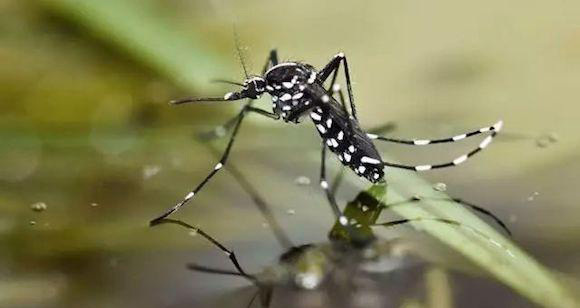 泰国爆发登革热疫情,你的国庆出行单里有它吗