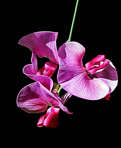 最容易被骗的两大生肖女,被骗财骗色,最后人财