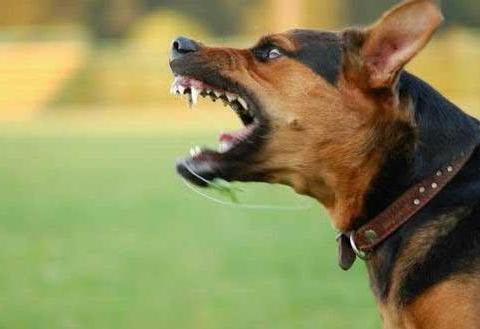 恶狗攻击男童致重伤：狗弱点在哪？究竟有没有让狗逃跑...