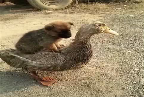 一男人带鸭跟群鸭子猜成语_看图猜成语