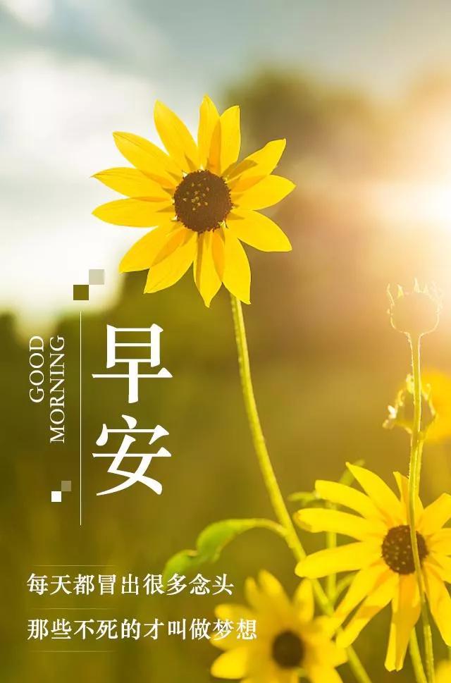 早安八个句子,五月,好好努力,向着对的那个方向