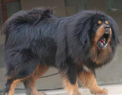 中国6大“本土”犬种，看看你都认识哪几种？