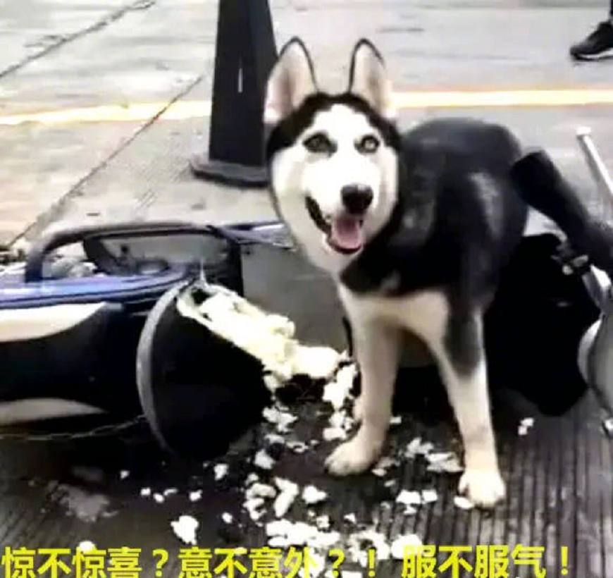 网友把二哈拴在电动车就离开了,结果二哈把车座子给