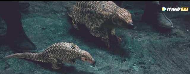 《怒晴湘西》瓶山3大神兽:六翅蜈蚣堪比尸王,千年白猿智商爆棚 《怒晴湘西》瓶山3大神兽:六翅蜈蚣堪比尸王,千年白猿智商爆棚