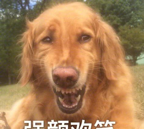 第一次见到狼群的藏獒，凶猛的扑了上去，狼的反应却让人傻眼！