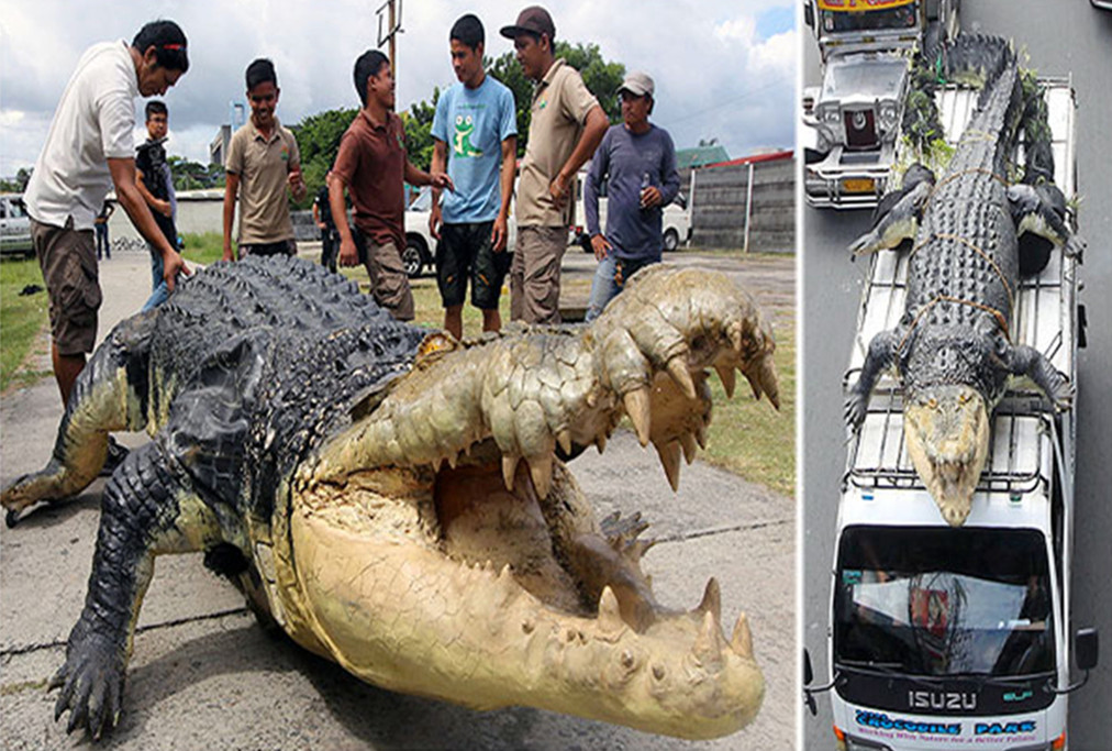 世界上最大的鳄鱼,生前杀害多人,因体型巨大而被赦免死罪