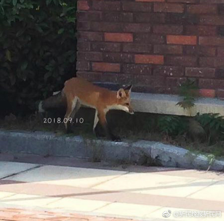 丈夫张丹峰风波后洪欣首现身 全程带笑