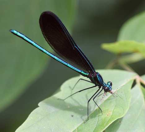 做为三害之一的蚊子,也有自然天敌,细数7种