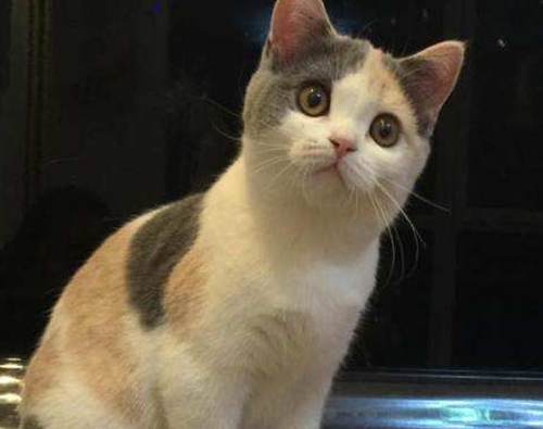 田园三花猫脚上的伤口化脓了 三花猫的脚上伤口化脓