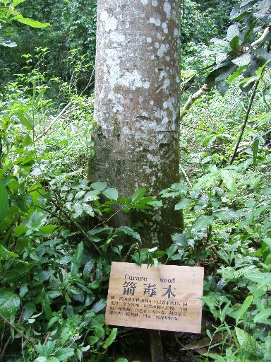 世界最毒的树树皮树叶树果全部都有剧毒比广东箭毒木还危险