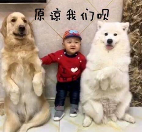 狗狗陪小主人罚站，忠心耿耿，接下来一幕 令人哭笑不得