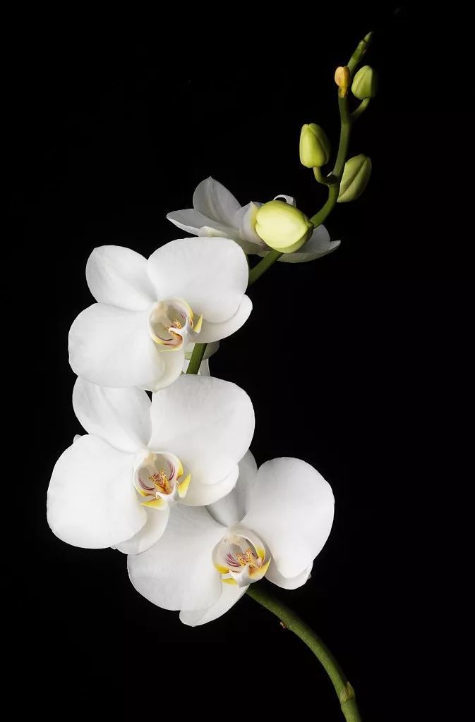 手机黑色壁纸高清纯黑 竖屏