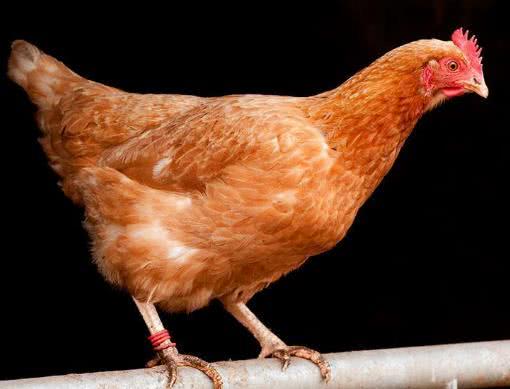 鸡身上这个部位,含有大量寄生虫,再喜欢也不要