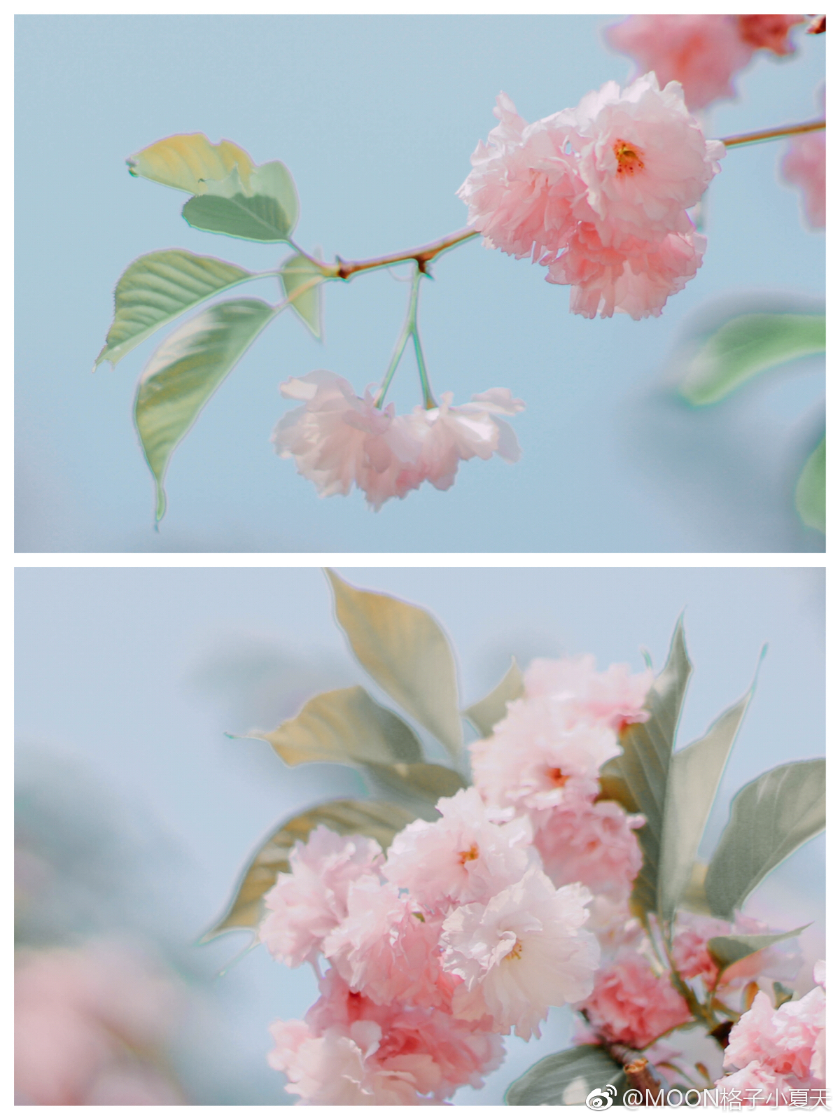 ??櫻花??｜花開莫辜負(fù) photo by