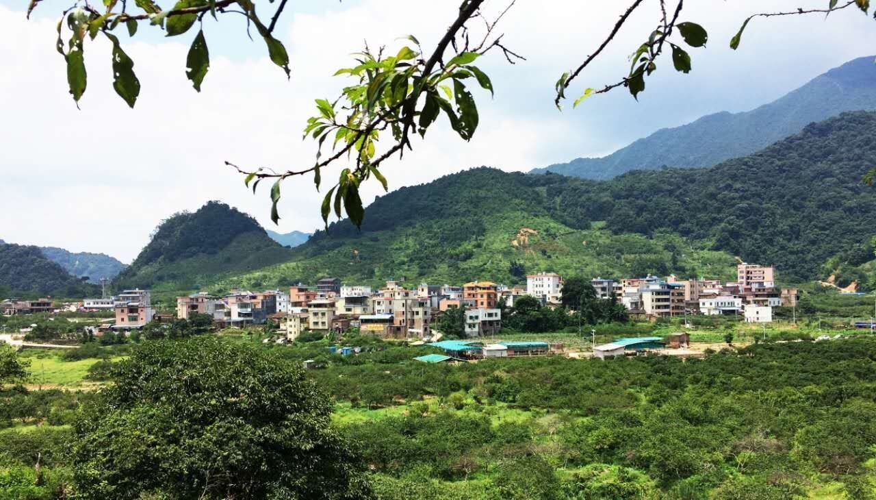 流溪花雪三华李青梅红柿沙糖桔从化溪头村