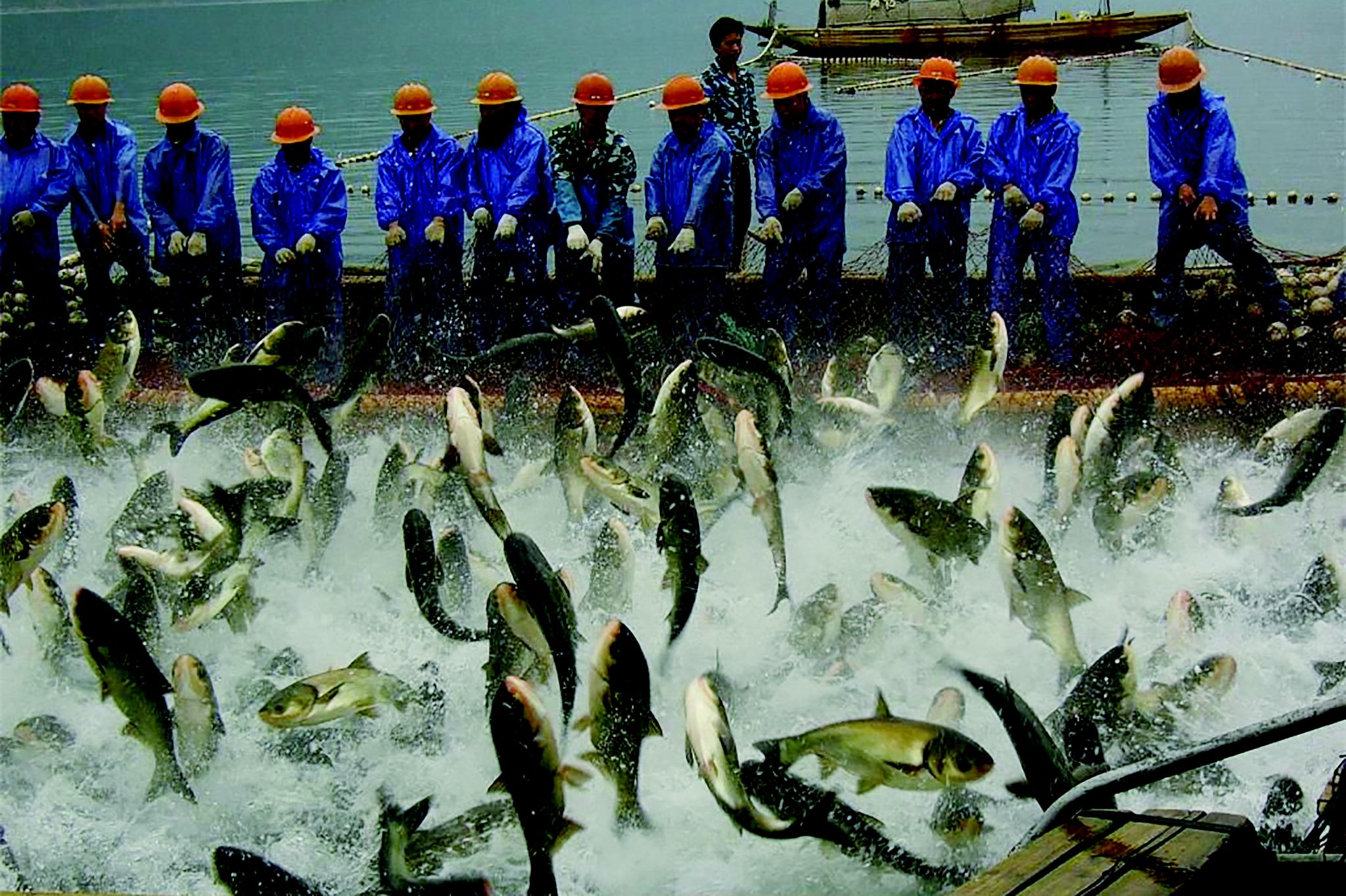 [数据分析师]女分析师:多番集资增强实力 中国海洋捕捞看俏