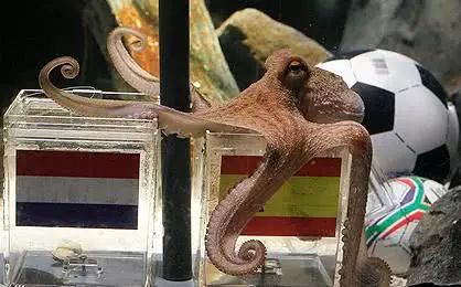 这只神算猫将预测2018世界杯