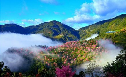 大理无量山樱花谷