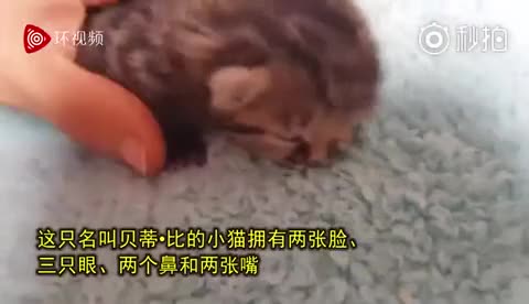 南非惊现双脸小猫