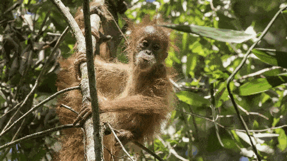 No。 7 将癌细胞“一网打尽”