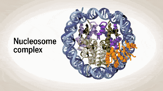 No.1 双中子星合并的引力波探测