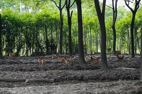 200+㎡小别墅,邀6对陌生夫妻共同生活5个月!没