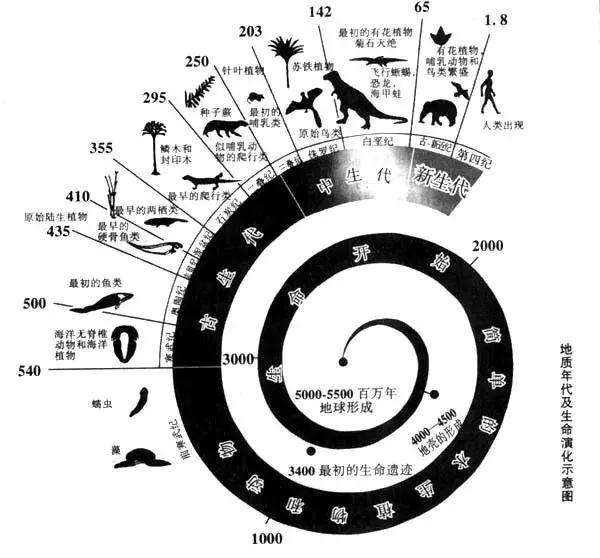 地质年代及生命演化示意图