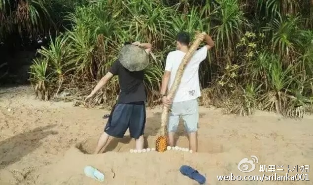 90后美少女在斯里兰卡边上学边创业