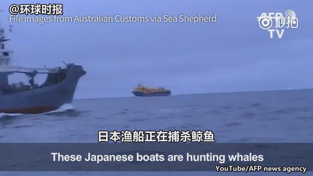 澳政府为日本隐瞒的捕鲸血腥视频曝光