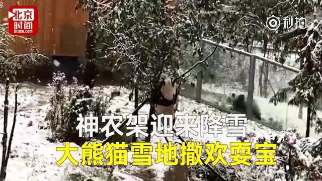 【神农架俩大熊猫遇降雪激动坏了 网友：矜持点，好歹也是国宝】11月29日...