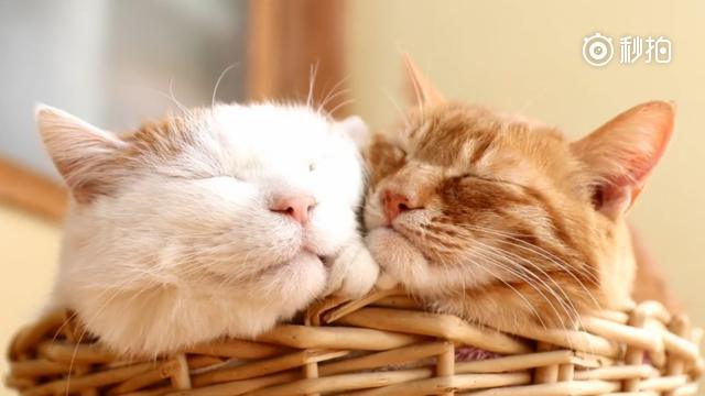 两只猫抱抱表情包