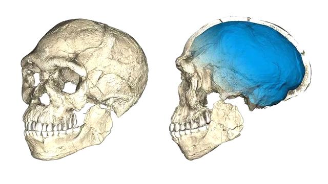 计算机重建的30万年前的化石。©PHILIPP GUNZ，MPI EVA LEIPZIG / CC BY SA