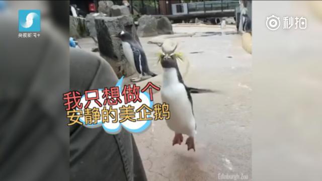 这只企鹅蹦嗨了：旋转跳跃我不停歇