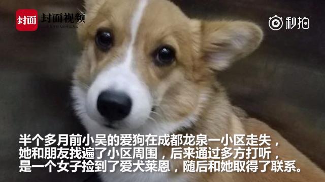 心痛！丢狗半月后找回爱犬尸体