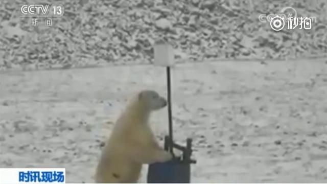 北极熊好奇监测器 留下一堆超萌自拍照