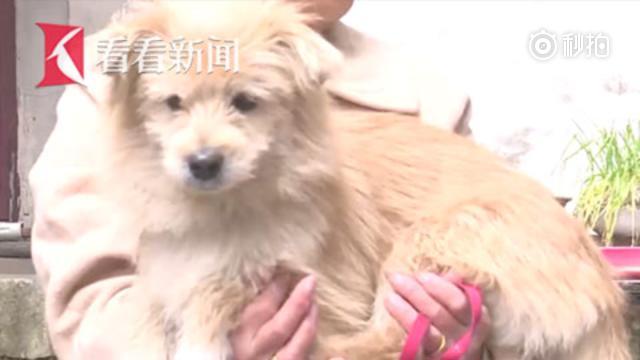 “汪星人”狂吠 隔壁八旬老伯获救