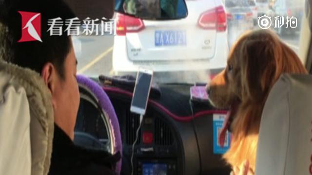 金毛走失幸得出租车司机“搭救”