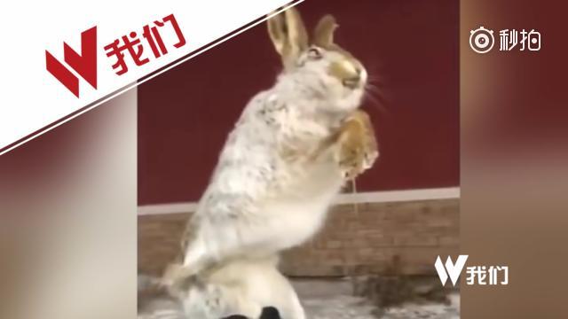 哈萨克斯坦零下56℃ 野兔和狗狗冻成冰棍
