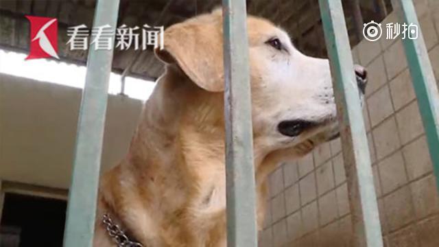 八岁搜爆犬守卫春运 站好最后一班岗