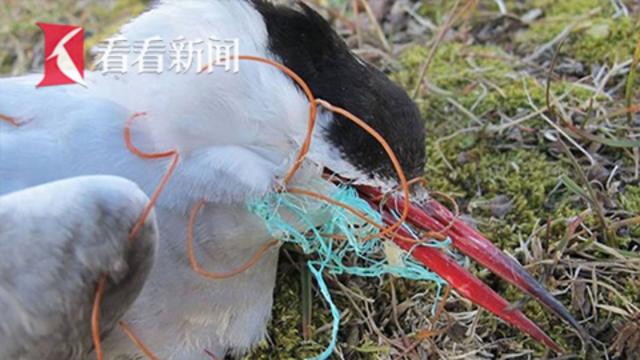 海鸥被塑料缠住饿死 英国女王禁塑料