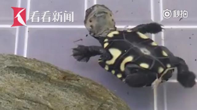 澳大利亚蠢萌"国宝乌龟"第一次下水
