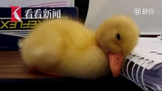国外小黄鸭上课求学却狂打瞌睡