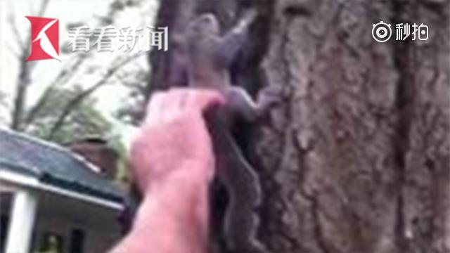 美国爸妈放生小松鼠 刚上树被猫叼走