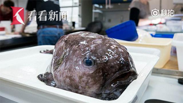 澳科学家深海发现世界最丑鱼"亲戚"