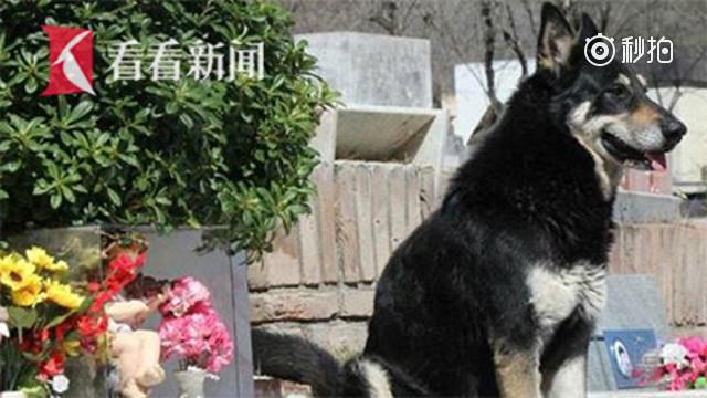 阿根廷忠犬在主人墓前守护11年去世
